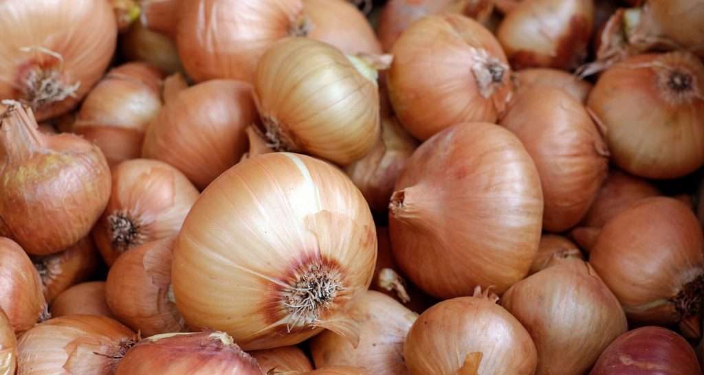 Conservazione di aglio e cipolla