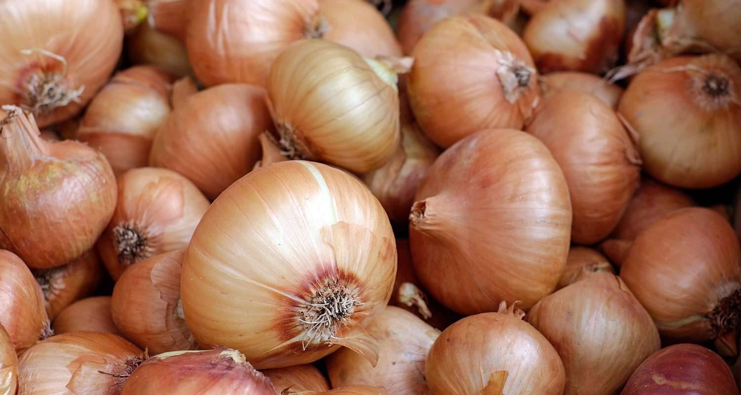 deumidificatori per la conservazione delle cipolle