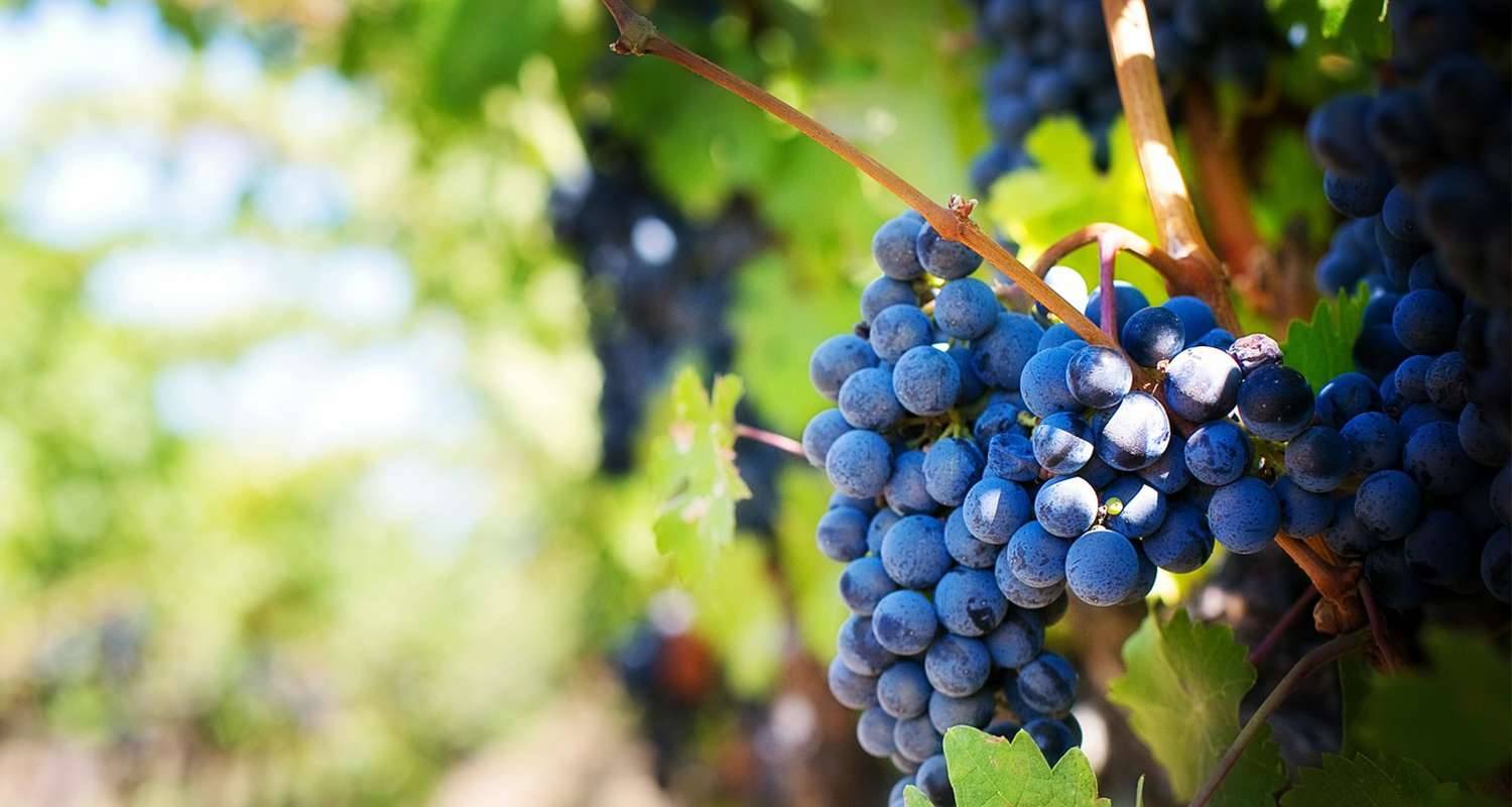 deumidificatori per l'appassimento delle uve
