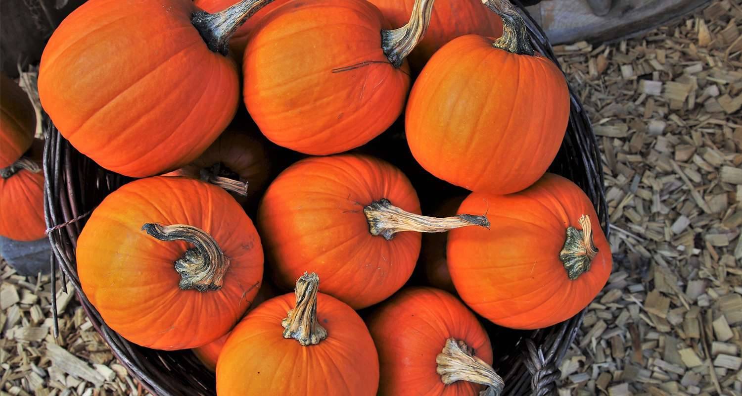 deumidificatori per la conservazione della zucca