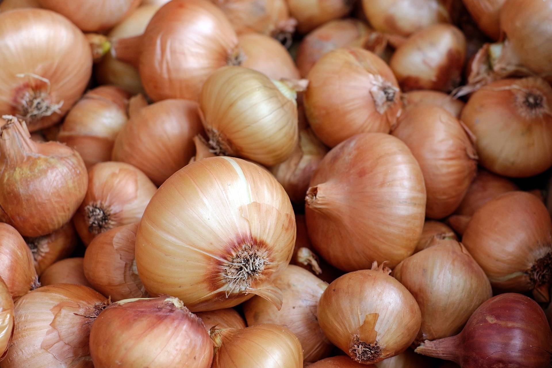deumidificazione per la conservazione delle cipolle